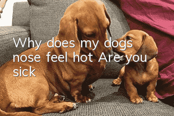 Why does my dog’s nose feel hot? Are you sick?
