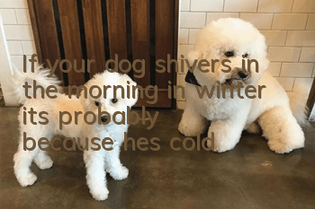 If your dog shivers in the morning in winter, it’s probably because he’s cold!