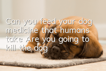 Can you feed your dog medicine that humans take? Are you going to kill the dog?