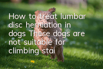 How to treat lumbar disc herniation in dogs? These dogs are not suitable for climbing stairs!