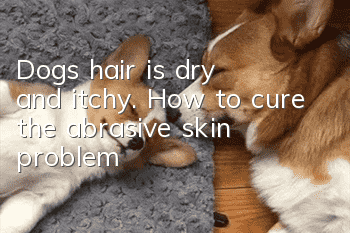 Dog's hair is dry and itchy. How to cure the abrasive skin problem?