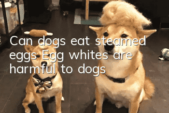 Can dogs eat steamed eggs? Egg whites are harmful to dogs!