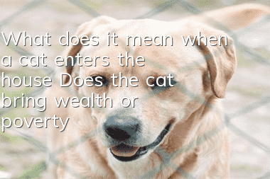What does it mean when a cat enters the house? Does the cat bring wealth or poverty?