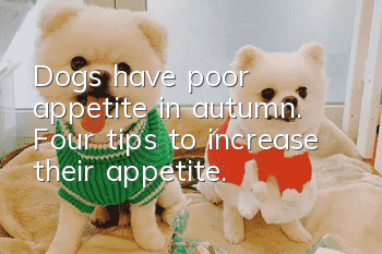 Dogs have poor appetite in autumn. Four tips to increase their appetite.