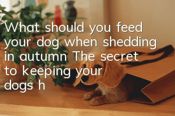 What should you feed your dog when shedding in autumn? The secret to keeping your dog’s hair soft and silky