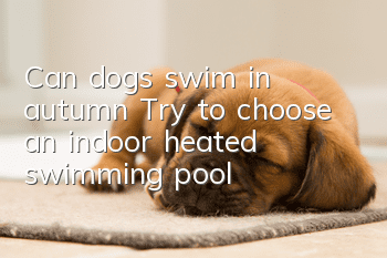 Can dogs swim in autumn? Try to choose an indoor heated swimming pool!