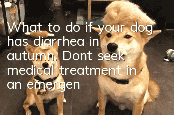 What to do if your dog has diarrhea in autumn. Don’t seek medical treatment in an emergency!