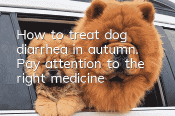 How to treat dog diarrhea in autumn. Pay attention to the right medicine!
