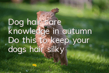 Dog hair care knowledge in autumn: Do this to keep your dog’s hair silky!