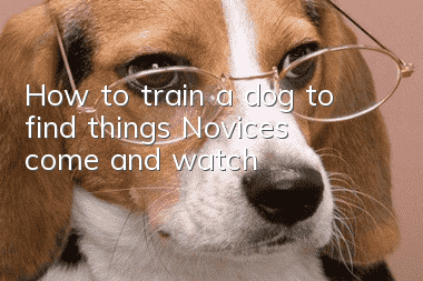 How to train a dog to find things? Novices, come and watch!