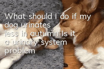 What should I do if my dog urinates less in autumn? Is it a urinary system problem?