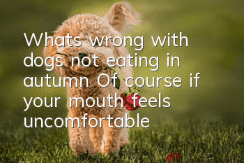 What's wrong with dogs not eating in autumn? Of course, if your mouth feels uncomfortable, you won't be able to eat!