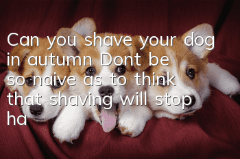 Can you shave your dog in autumn? Don’t be so naive as to think that shaving will stop hair loss!