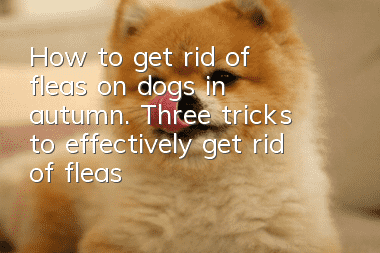 How to get rid of fleas on dogs in autumn. Three tricks to effectively get rid of fleas!