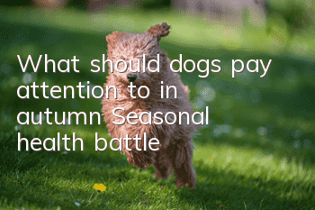 What should dogs pay attention to in autumn? Seasonal health battle