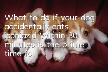 What to do if your dog accidentally eats isoniazid? Within 30 minutes is the prime time for rescue!