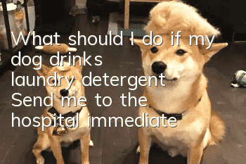 What should I do if my dog drinks laundry detergent? Send me to the hospital immediately.