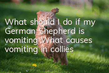 What should I do if my German Shepherd is vomiting? What causes vomiting in collies?