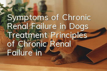 Symptoms of Chronic Renal Failure in Dogs Treatment Principles of Chronic Renal Failure in Dogs!
