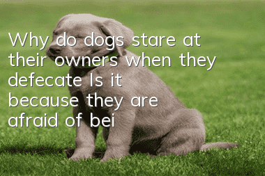 Why do dogs stare at their owners when they defecate? Is it because they are afraid of being abandoned?