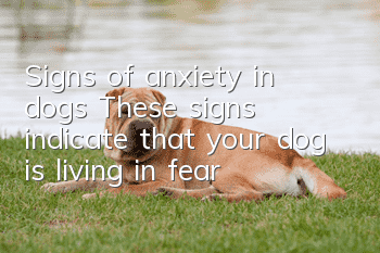 Signs of anxiety in dogs: These signs indicate that your dog is living in fear