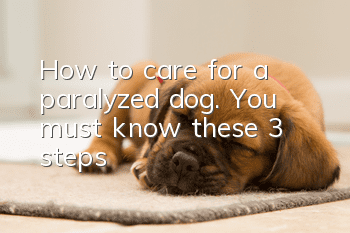 How to care for a paralyzed dog. You must know these 3 steps!