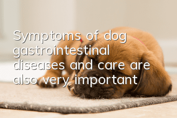 Symptoms of dog gastrointestinal diseases and care are also very important!