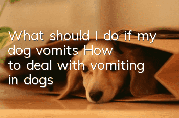 What should I do if my dog vomits? How to deal with vomiting in dogs?