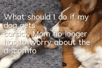 What should I do if my dog ​​gets carsick? Mom no longer has to worry about the discomfort of her dog getting in the car!