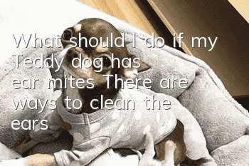 What should I do if my Teddy dog has ear mites? There are ways to clean the ears!