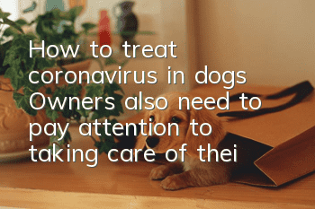 How to treat coronavirus in dogs? Owners also need to pay attention to taking care of their dogs!