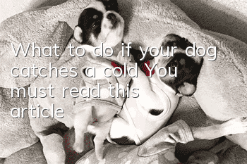 What to do if your dog catches a cold? You must read this article!