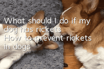 What should I do if my dog has rickets? How to prevent rickets in dogs?