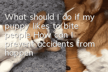 What should I do if my puppy likes to bite people? How can I prevent accidents from happening?