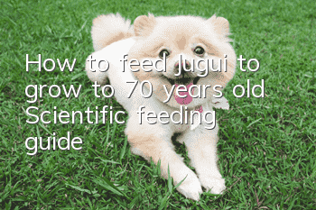 How to feed Jugui to grow to 70 years old? Scientific feeding guide