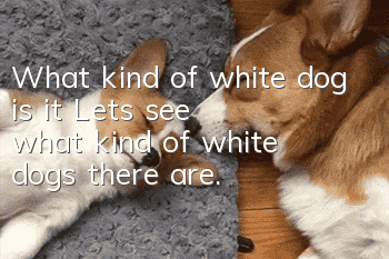 What kind of white dog is it? Let’s see what kind of white dogs there are.