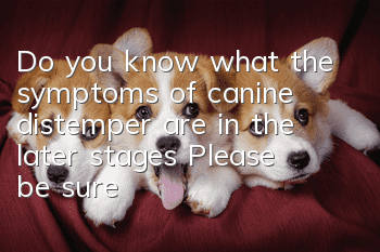 Do you know what the symptoms of canine distemper are in the later stages? Please be sure to read this article to the end!