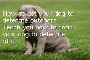 How to get your dog to defecate outdoors. Teach you how to train your dog to defecate at a designated location.