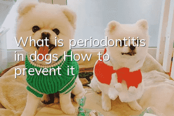 What is periodontitis in dogs? How to prevent it?