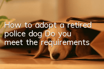 How to adopt a retired police dog? Do you meet the requirements?