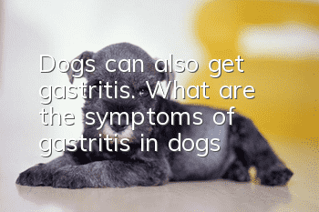 Dogs can also get gastritis. What are the symptoms of gastritis in dogs?