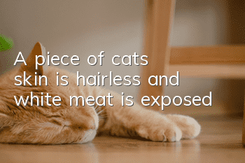 A piece of cat's skin is hairless and white meat is exposed