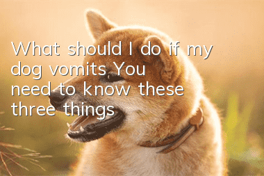 What should I do if my dog vomits? You need to know these three things!