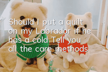Should I put a quilt on my Labrador if he has a cold? Tell you all the care methods!