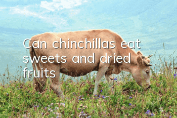Can chinchillas eat sweets and dried fruits?