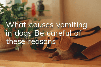 What causes vomiting in dogs? Be careful of these reasons!