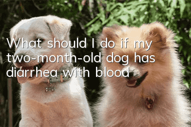 What should I do if my two-month-old dog has diarrhea with blood?