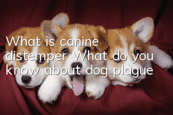 What is canine distemper? What do you know about dog plague?