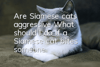 Are Siamese cats aggressive? What should I do if a Siamese cat bites someone?
