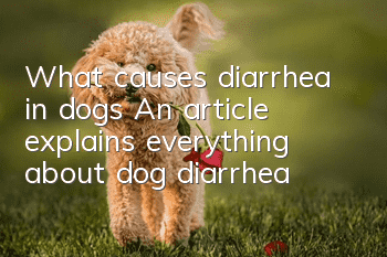 What causes diarrhea in dogs? An article explains everything about dog diarrhea!